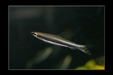 copyright R. Callewaert